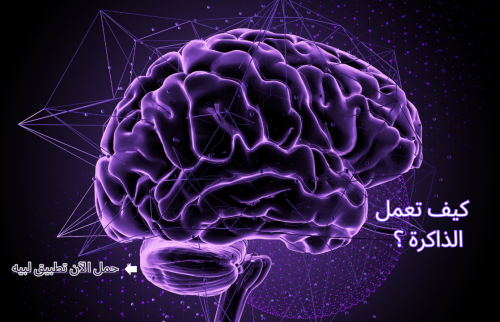 كيف تعمل الذاكرة لدى الفرد و ما هي مشتتاتها ؟
